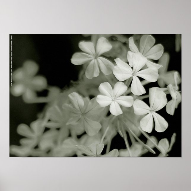 Black & White Exposure of Blue Phlox Paniculata Poster (Front)