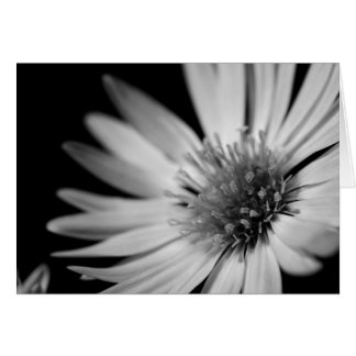 Black & White Flower