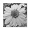 Black & White Flower Magnet