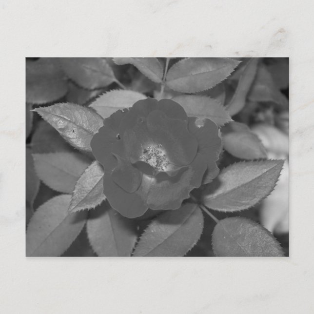 Black & White Flower Postcard (Front)