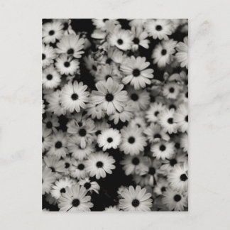 Black & White Flowers Postcard