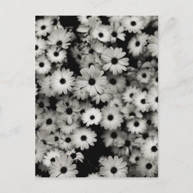 Black & White Flowers Postcard (Front)