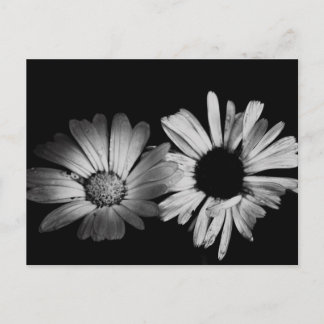 Black & White Flowers Postcard