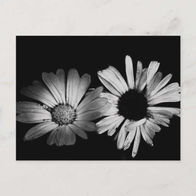 Black & White Flowers Postcard (Front)