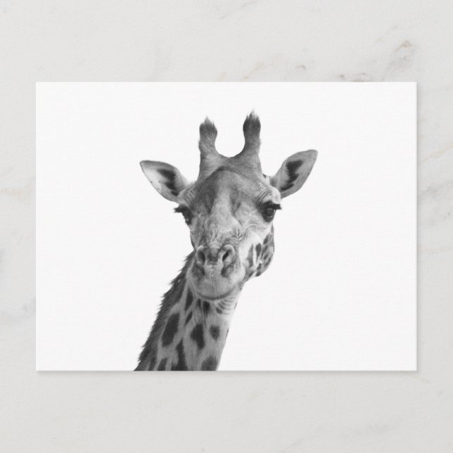 Black & White Giraffe Postcard (Front)