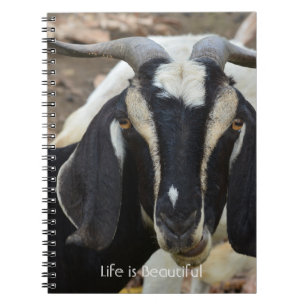 Black White Goat Kauai (my photography) Notebook