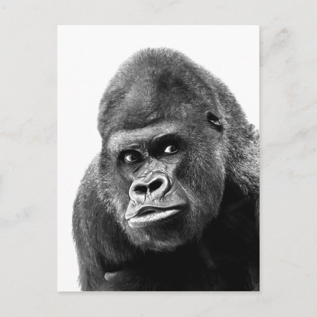 Black White Gorilla Postcard (Front)