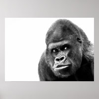 Black White Gorilla