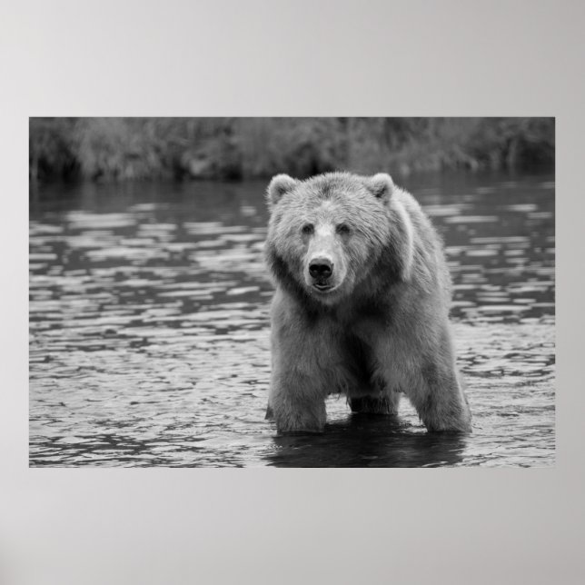 Black White Grizzly Bear Modern Woodland Art Poster (Front)