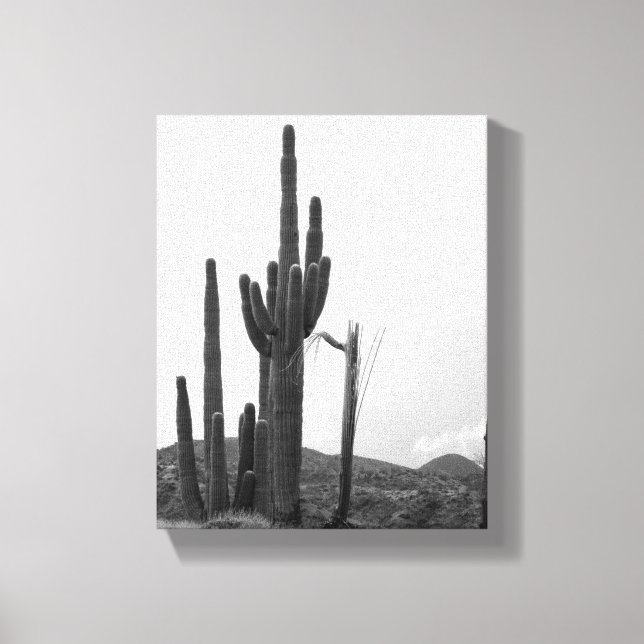 Black & White Group of Saguaro Cactus on Hill 8x10 Canvas Print (Front)