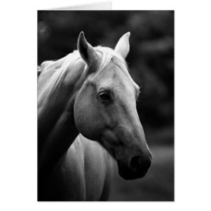 Black & White Horse
