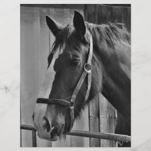 Black White Horse - Animal Photography Art
