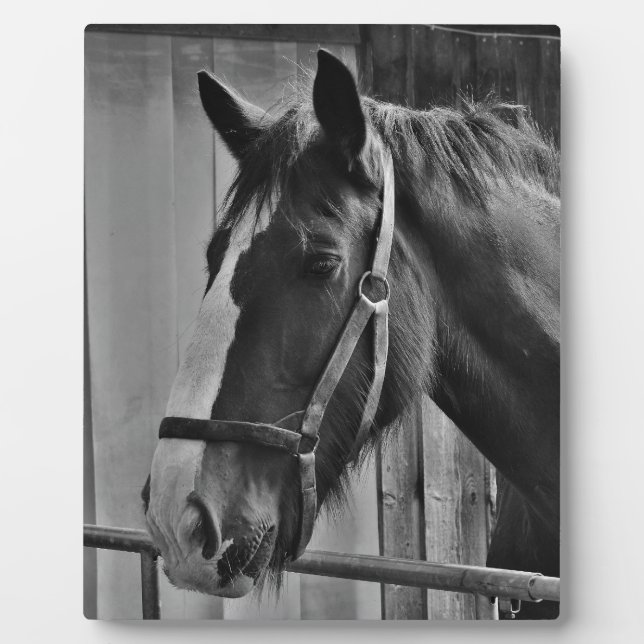 Black White Horse - Animal Photography Art Plaque (Front)