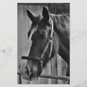 Black White Horse - Animal Photography Art Stationery