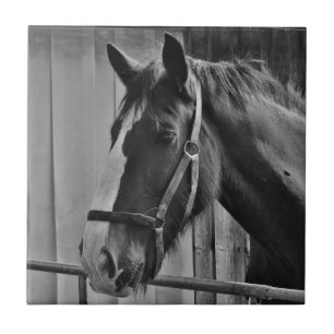 Black White Horse - Animal Photography Art Tile