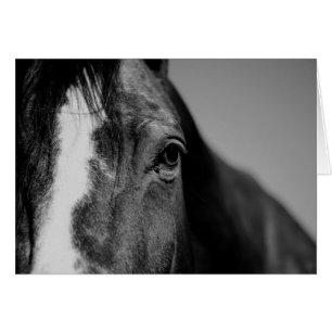 Black White Horse Eye Artwork