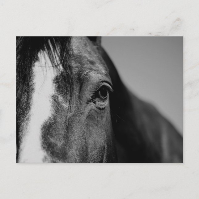 Black White Horse Eye Artwork Postcard (Front)