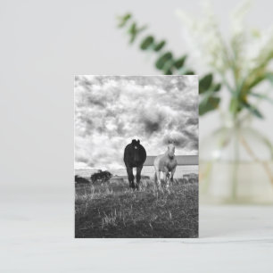 Black White Horse Greeting Photography, Postcard