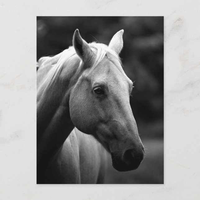 Black & White Horse Head Postcard (Front)
