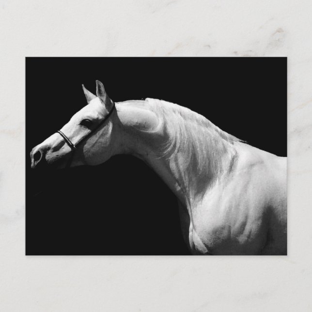 Black & White Horse Holiday Postcard (Front)