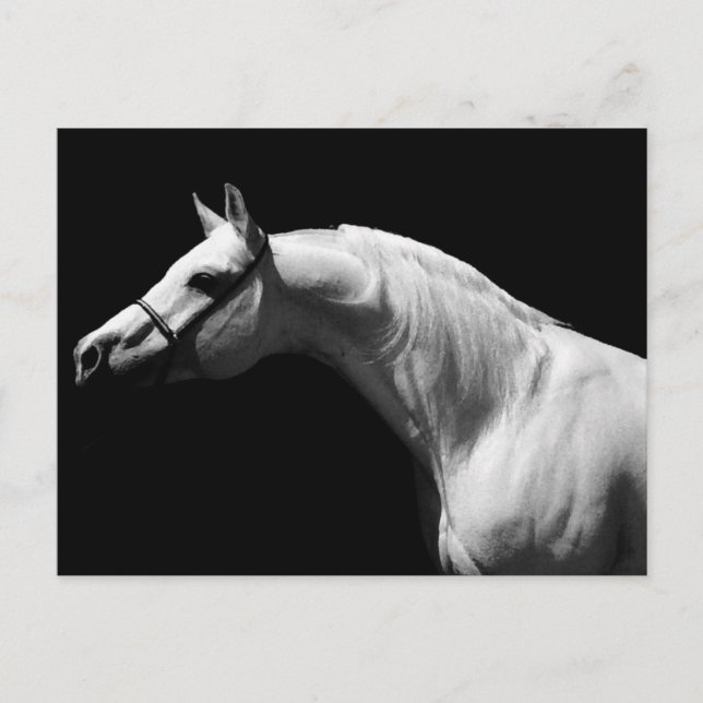 Black & White Horse Postcard (Front)