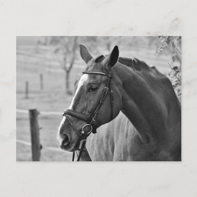 Black White Horse Postcard (Front)