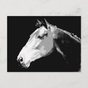Black & White Horse Postcard