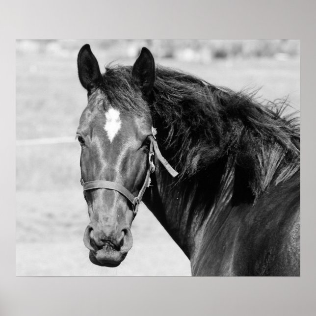 Black White Horse Poster (Front)