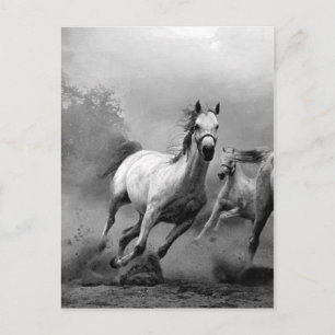 Black & White Horses Running Postcard