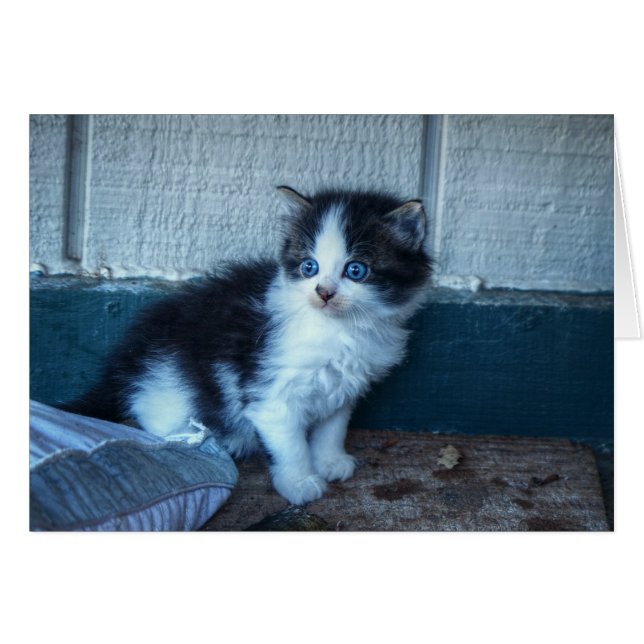 Black + White Kitten (Front Horizontal)