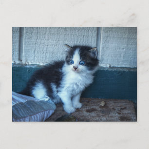 Black + White Kitten Postcard