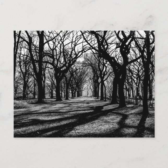 Black & White Landscape in Central Park Postcard (Front)