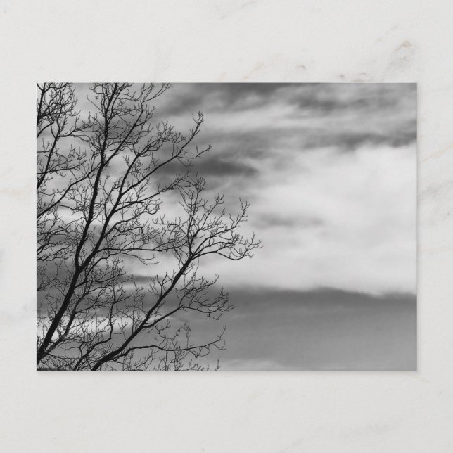 Black & White Landscape Nature Photo Postcard (Front)