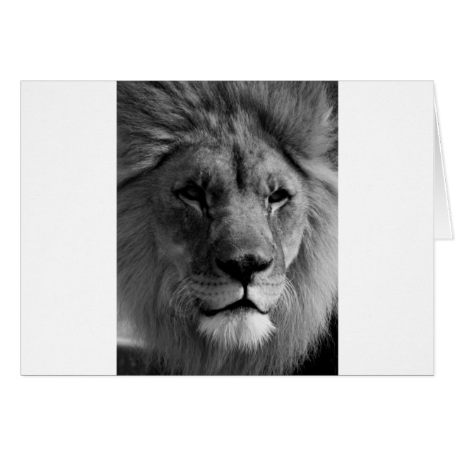 Black & White Lion (Front Horizontal)
