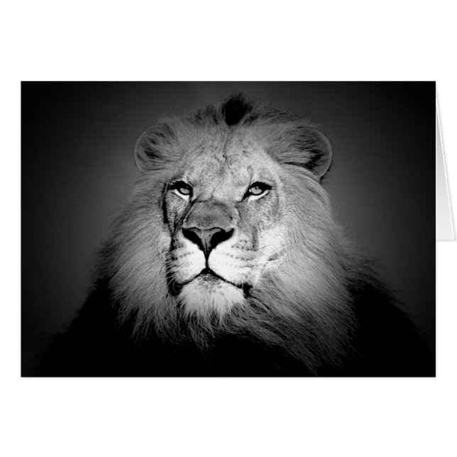 Black & White Lion (Front Horizontal)