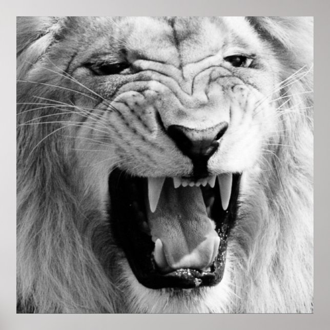 Black & White Lion Art Poster (Front)