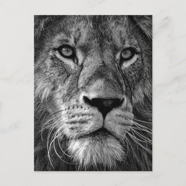 Black & White Lion Photo Postcard (Front)