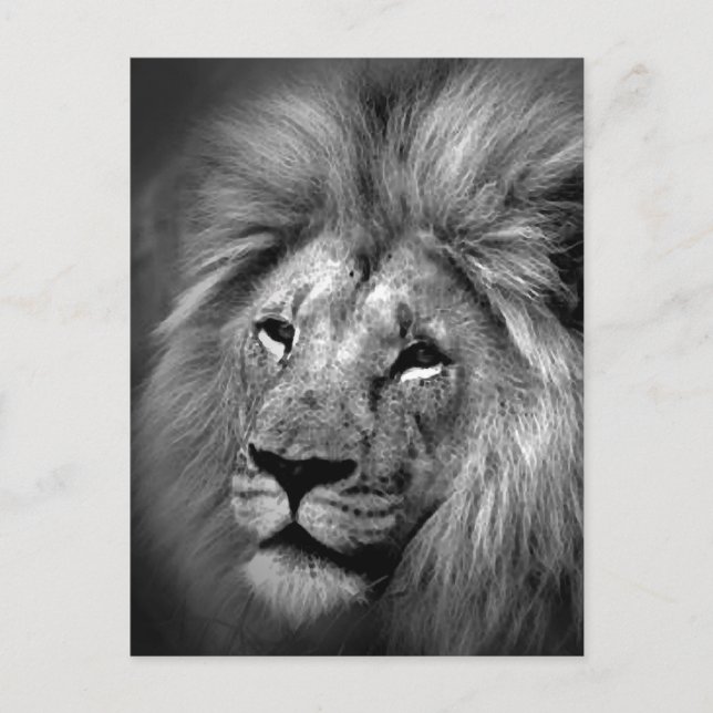 Black & White Lion Photo Postcard (Front)