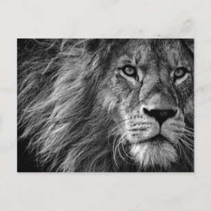 Black & White Lion Postcard