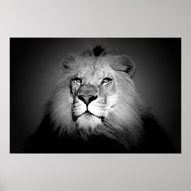 Black & White Lion Poster Print (Front)