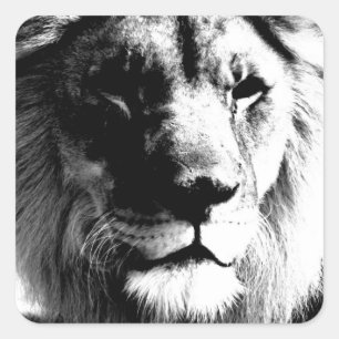 Black & White Lion Square Sticker