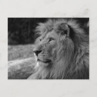 Black & White Lion the King - Animal Photography