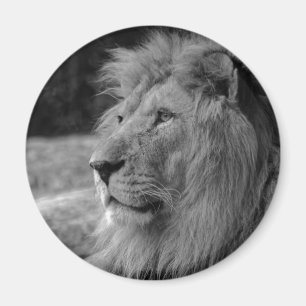 Black & White Lion - Wild Animal Magnet
