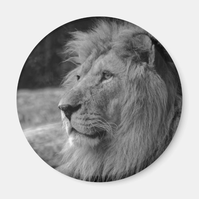 Black & White Lion - Wild Animal Magnet (Front)