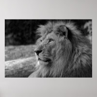 Black & White Lion - Wild Animal Photography