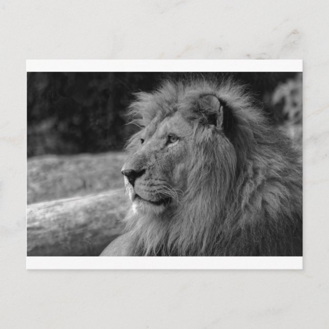 Black & White Lion - Wild Animal Postcard (Front)