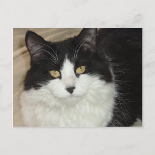 Black & White Longhaired Cat Closeup Postcard