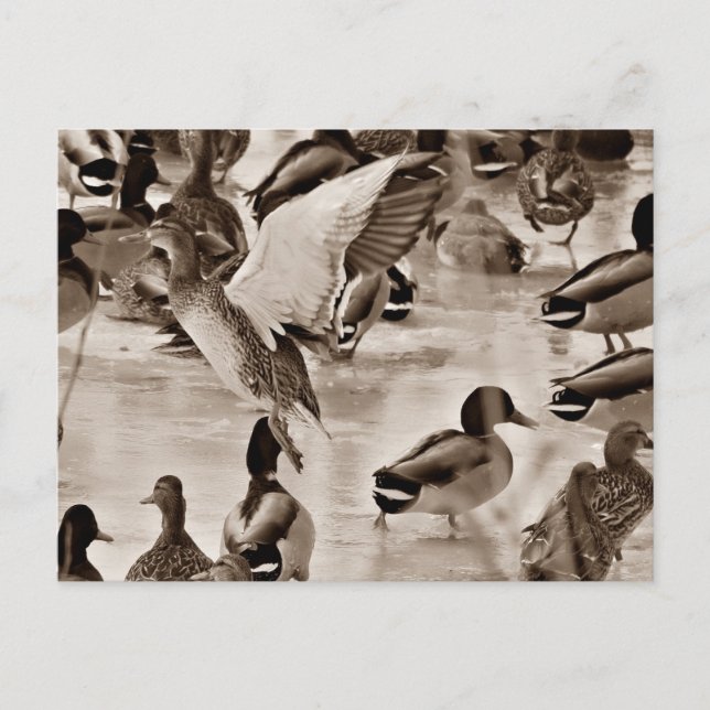 Black & White Mallard Duck Postcard (Front)