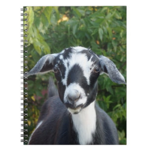 Black & White Mini Nubian Dairy Goat Notebook