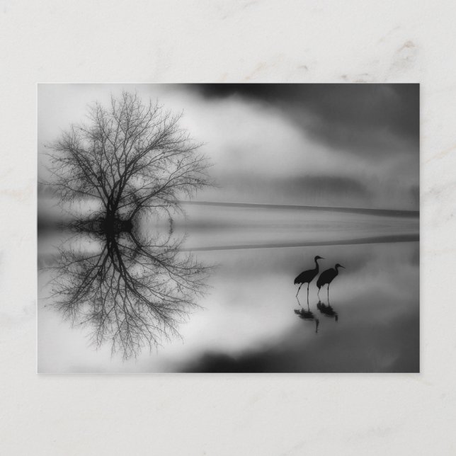 Black & White Morning Post Card (Front)